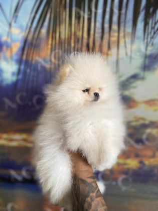 IRK VE SAĞLIK GARANTİLİ TEACUP POMERANİAN