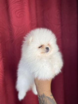 IRK VE SAĞLIK GARANTİLİ TEACUP POMERANİAN