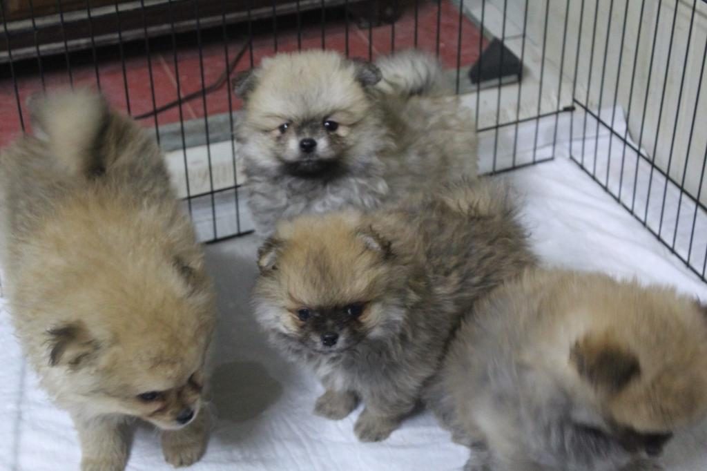 POMERANİAN KÖPEKLER YENİ YUVASINI ARIYOR