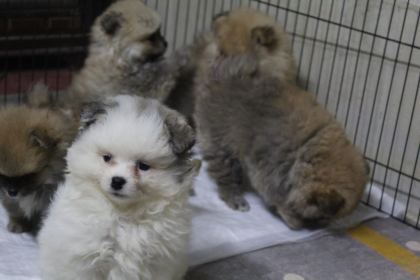 POMERANİAN KÖPEKLER YENİ YUVASINI ARIYOR