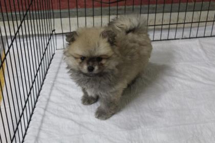 POMERANİAN KÖPEKLER YENİ YUVASINI ARIYOR