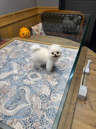 AYICIK SURAT POMERANİAN BOO