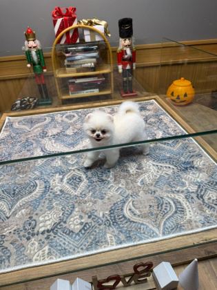 AYICIK SURAT POMERANİAN BOO