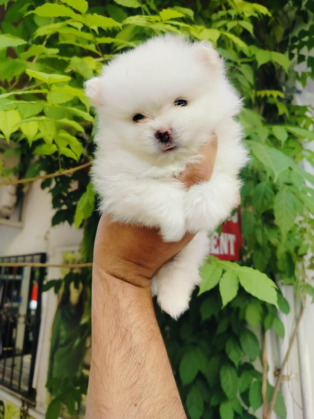 POMERANİAN TESLİME HAZIR GÜZEL YAVRULAR