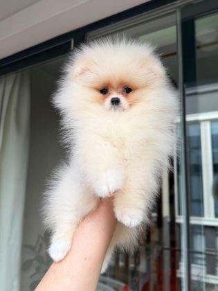 POMERANİAN YAVRULARIMIZ TESLİME HAZIR