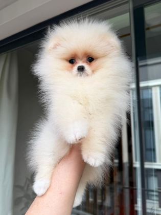 POMERANİAN YAVRULARIMIZ TESLİME HAZIR