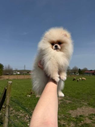 POMERANİAN YAVRULARIMIZ TESLİME HAZIR