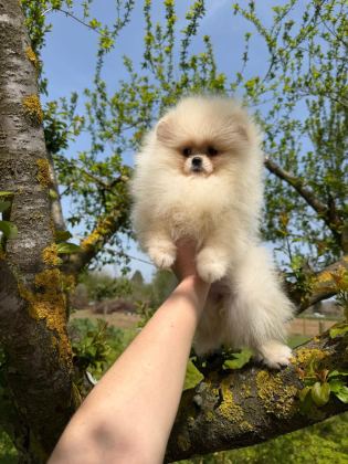 POMERANİAN YAVRULARIMIZ TESLİME HAZIR