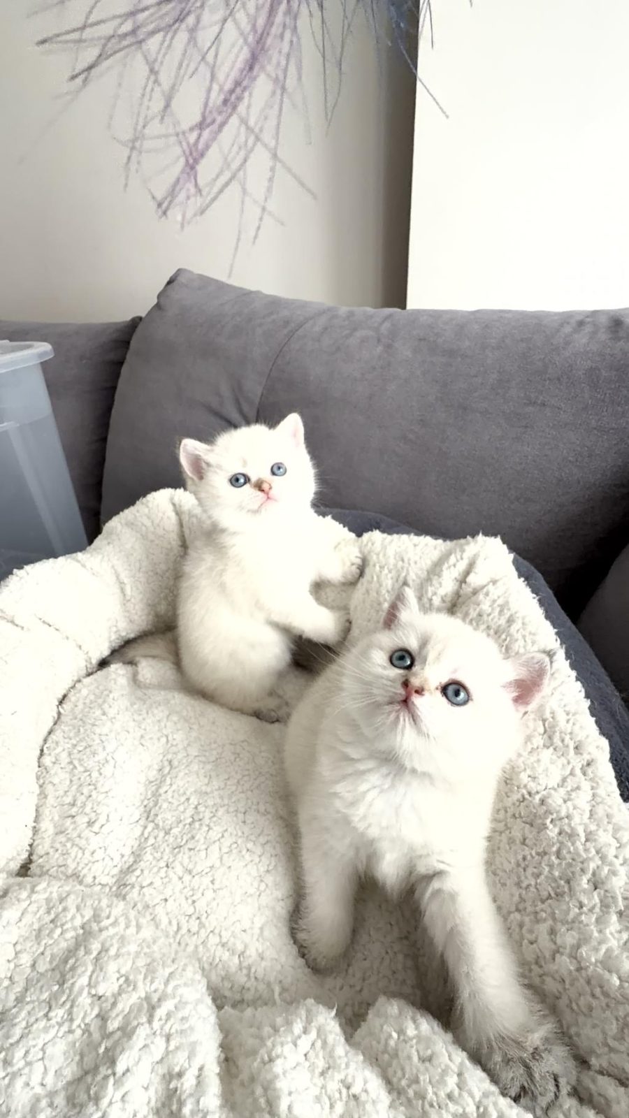 65 GÜNLÜK KEDİLER