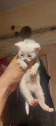 SEVİMLİ BRİTİSH SHORTHAİR BEBİŞ