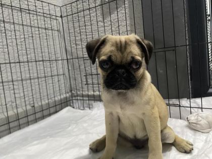 DİŞİ PUG MOPS YAVRU