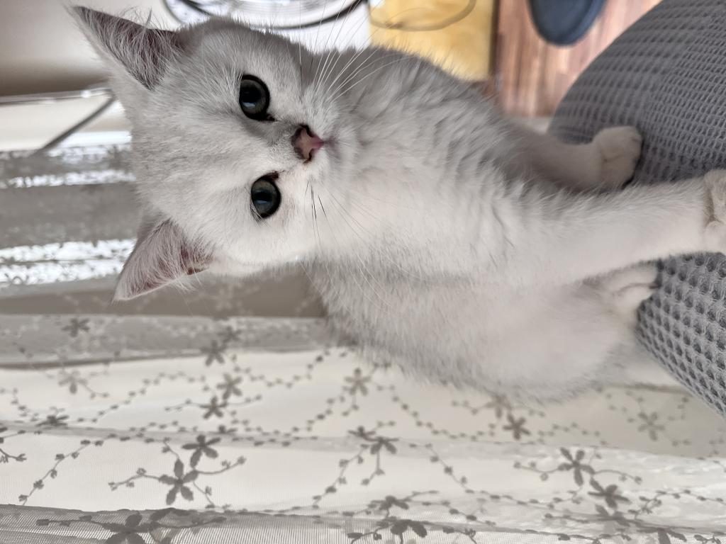 BRİTİSH SHORTHAİR SİLVER POİNT ERKEK YAVRU
