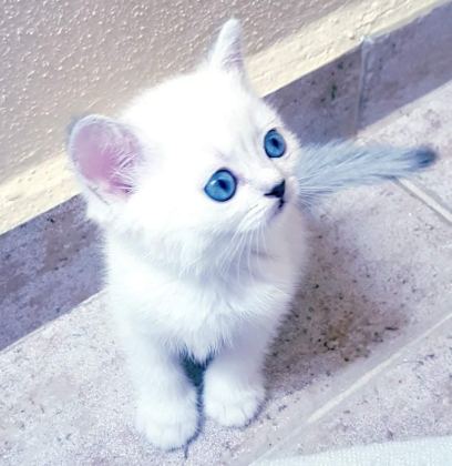 MÜKEMMEL BRİTİSH BEBİŞLER