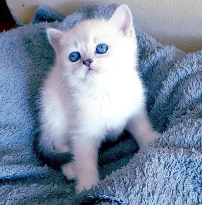 MÜKEMMEL BRİTİSH BEBİŞLER
