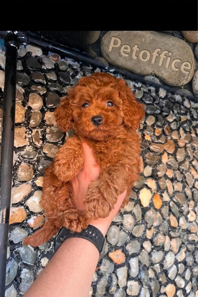 Toy Poodle ( Core )