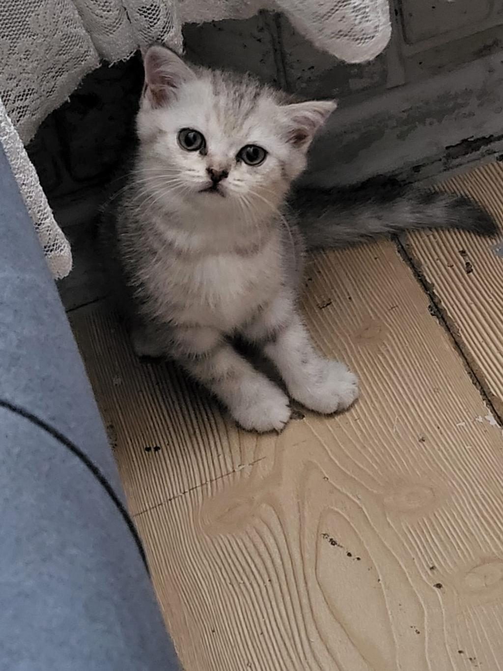 GÜZELLER GÜZELİ SCOTTİSH FOLD BEBİŞLER ÖN TALEPLİ
