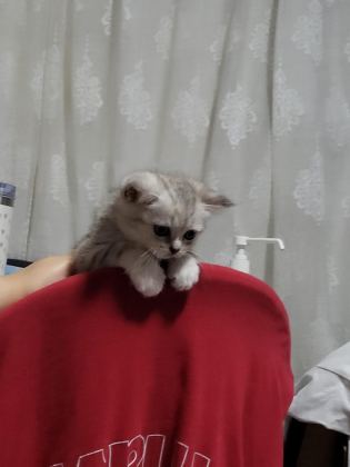 GÜZELLER GÜZELİ SCOTTİSH FOLD BEBİŞLER ÖN TALEPLİ
