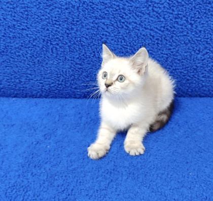 YENİ YUVASINA GİTMEYE HAZIR BRİTİSH PONÇİK