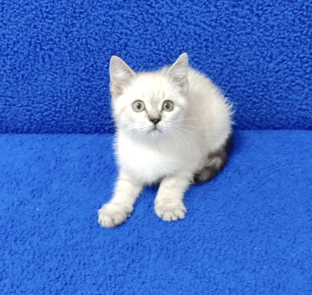 YENİ YUVASINA GİTMEYE HAZIR BRİTİSH PONÇİK