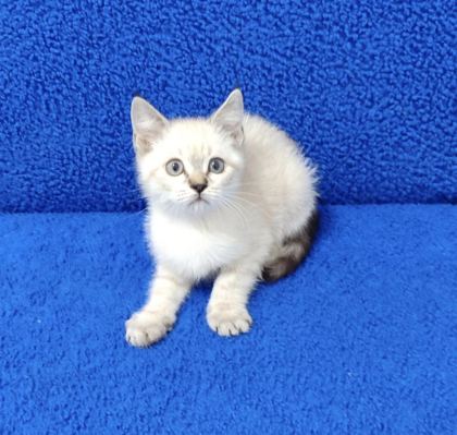 YENİ YUVASINA GİTMEYE HAZIR BRİTİSH PONÇİK