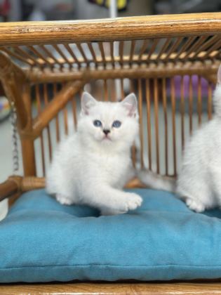 KOCA KAFA KEDİLERİMİZ AA KALITE SAFKANDIR