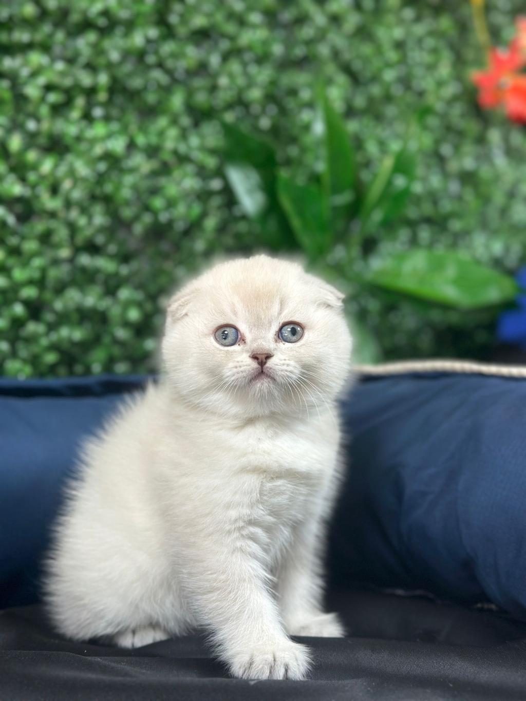 TUVALET EGITIMLI SCOTTISH FOLD YAVRULAR