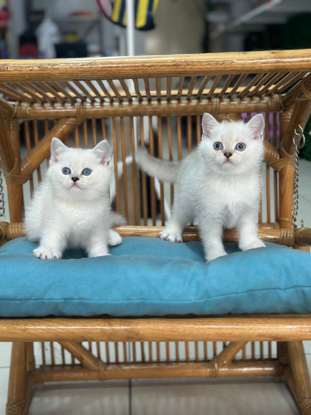 KOCA KAFA KEDİLERİMİZ AA KALITE SAFKANDIR