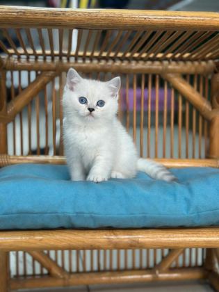 KOCA KAFA KEDİLERİMİZ AA KALITE SAFKANDIR