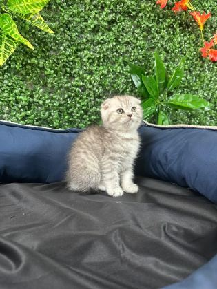 TUVALET EGITIMLI SCOTTISH FOLD YAVRULAR