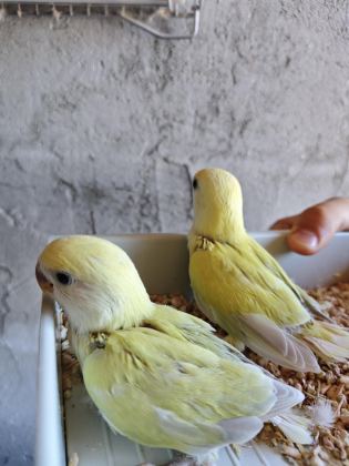 MUTASYON EL BESLEME SEVDA PAPAĞANI