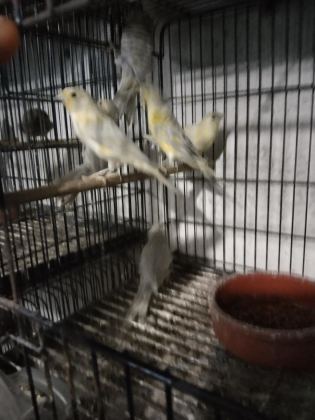 HER TÜR KANARYA MEVCUTTUR
