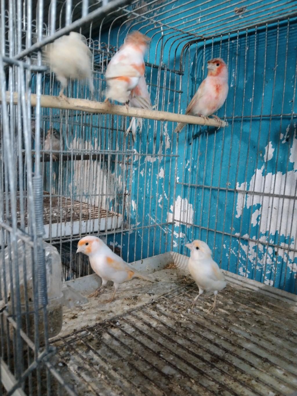 HER TÜR KANARYA MEVCUTTUR