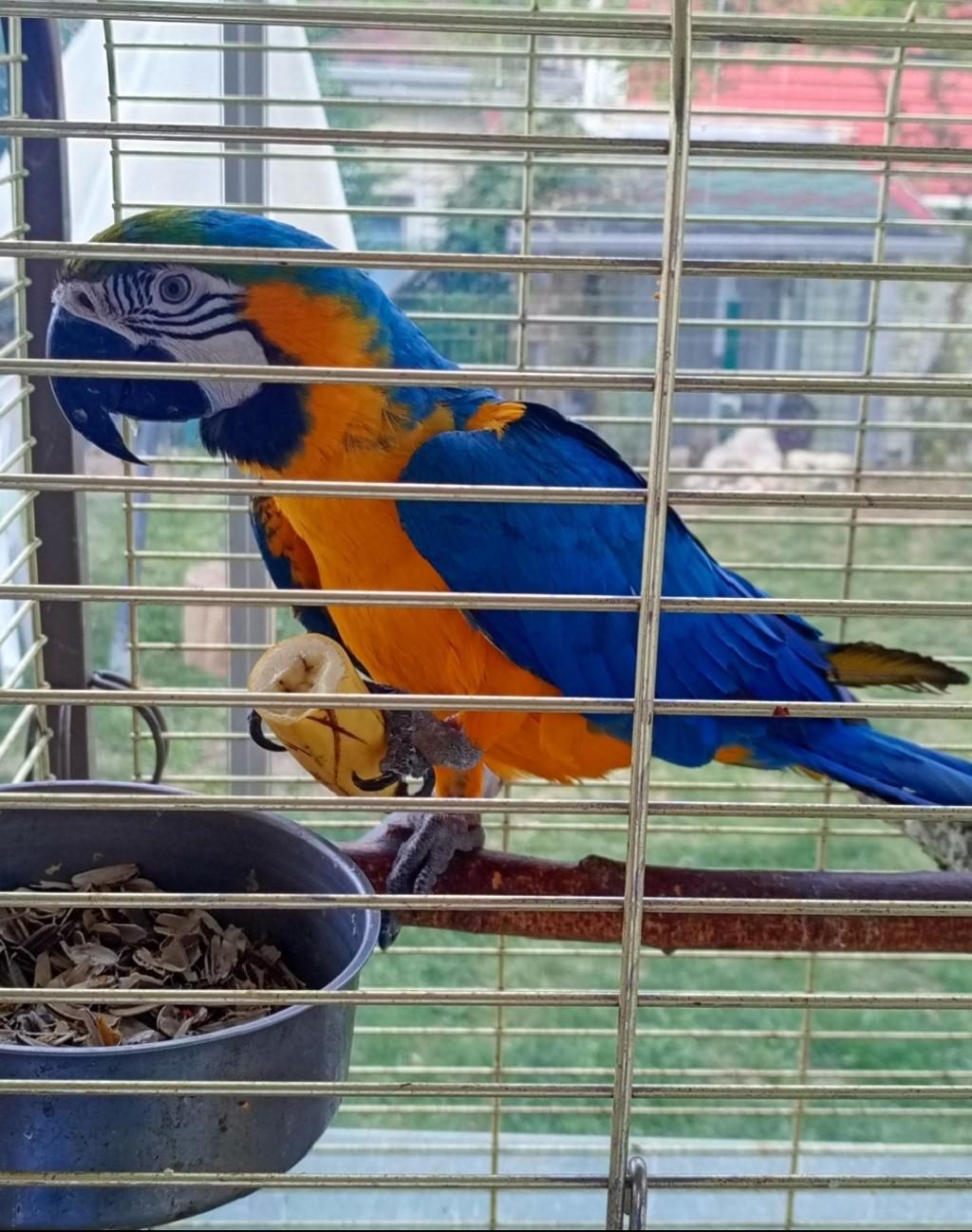 ARA MACAW PAPAĞANI