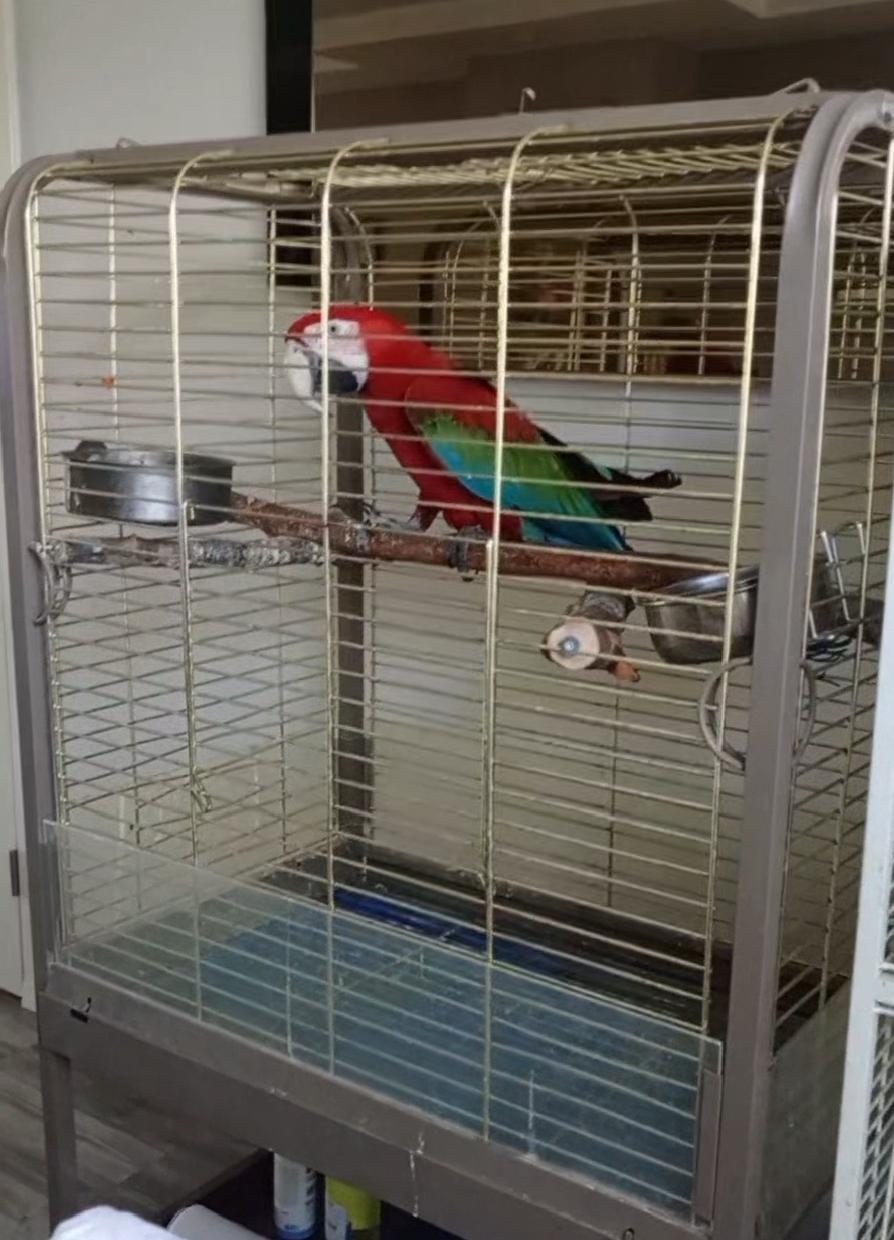 RED GREEN MACAW PAPAĞANI