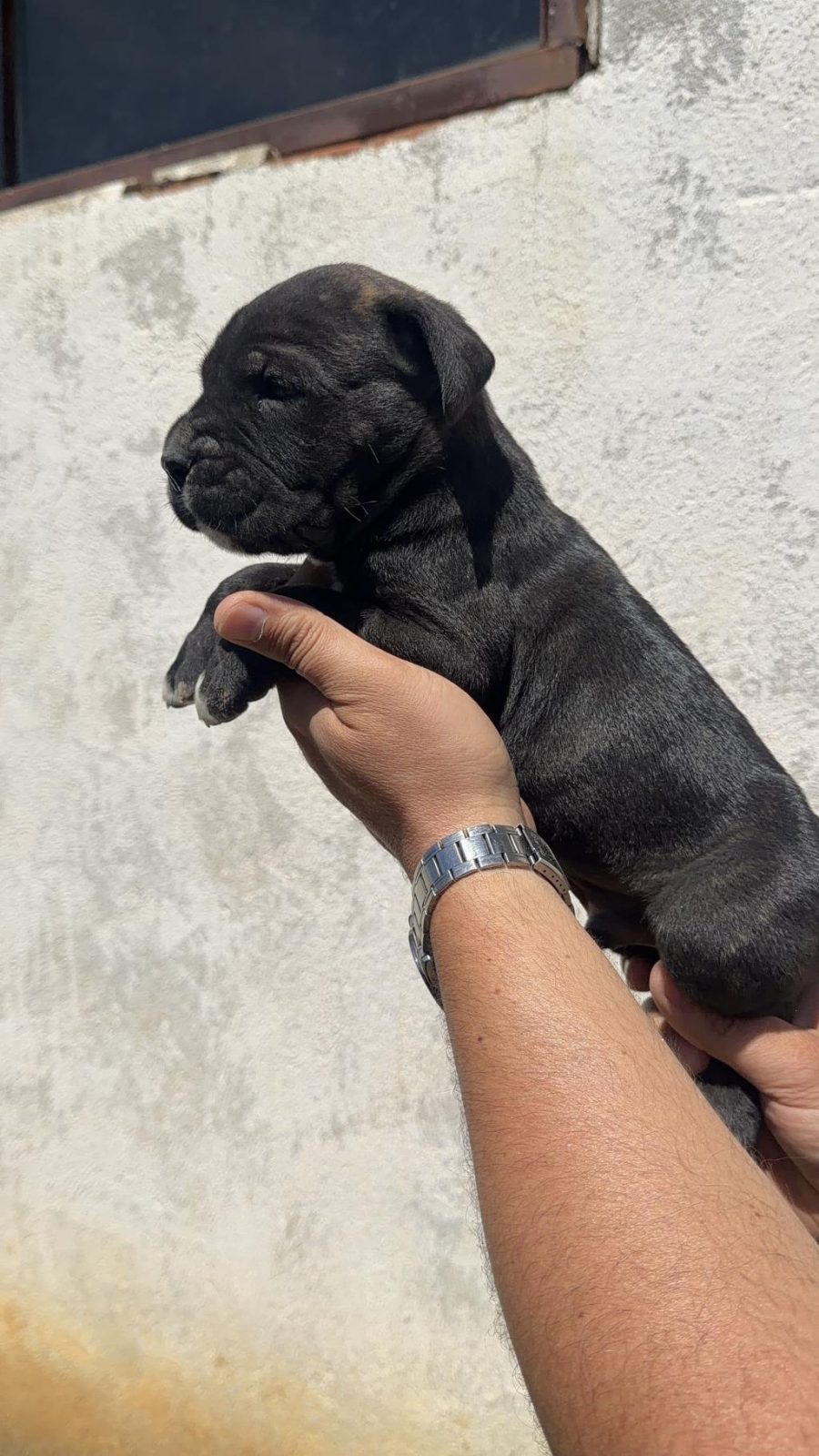 CANE CORSO YAVRULAR