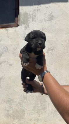 CANE CORSO YAVRULAR