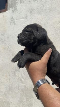 CANE CORSO YAVRULAR