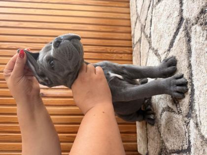 ÜST KALİTE BLUE CANE CORSO