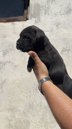 CANE CORSO YAVRULAR