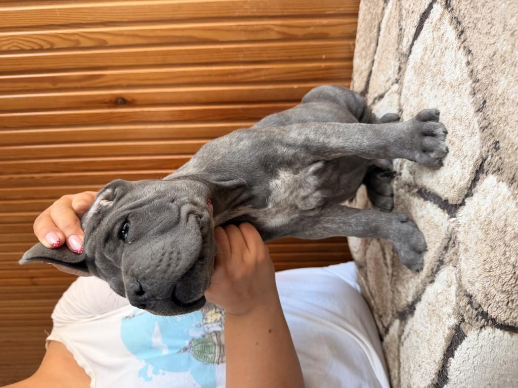 ÜST KALİTE BLUE CANE CORSO