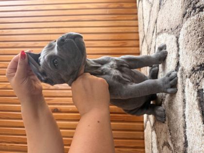 ÜST KALİTE BLUE CANE CORSO