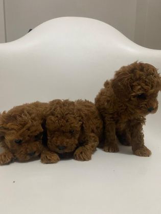 SAFKAN TOY POODLE YAVRULAR