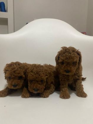 SAFKAN TOY POODLE YAVRULAR