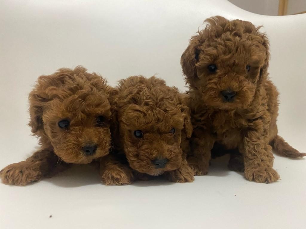 SAFKAN TOY POODLE YAVRULAR