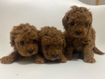 SAFKAN TOY POODLE YAVRULAR