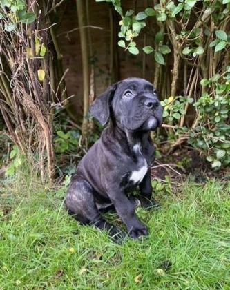 SAFKAN DEV CANE CORSO YAVRULAR