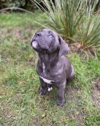 SAFKAN DEV CANE CORSO YAVRULAR
