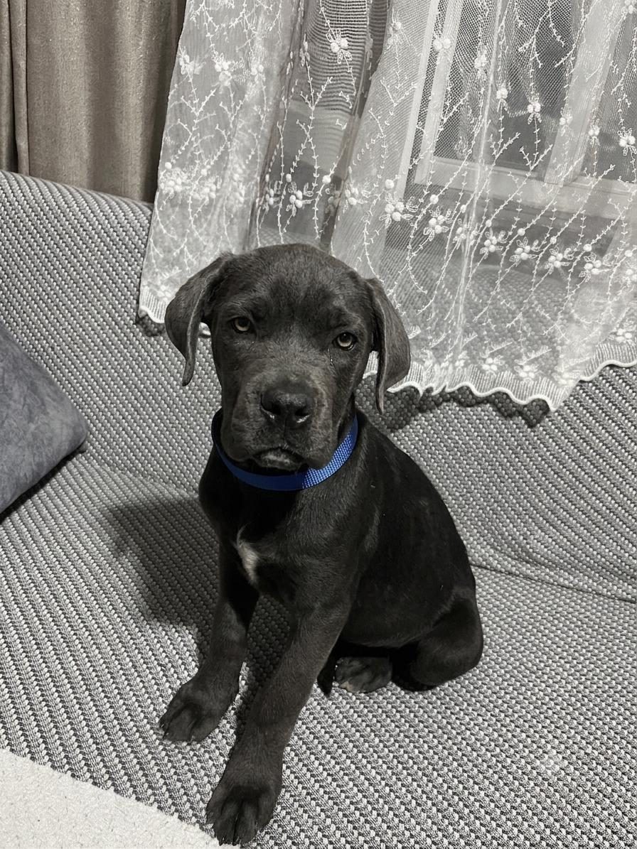 BLUE VE SİYAH CANE CORSO ERKEK YAVRULAR
