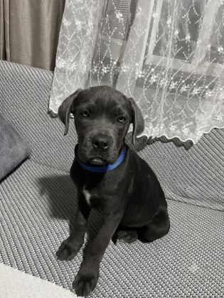 BLUE VE SİYAH CANE CORSO ERKEK YAVRULAR