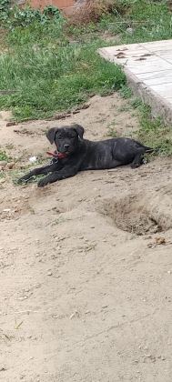CANE CORSO BEBEKLER